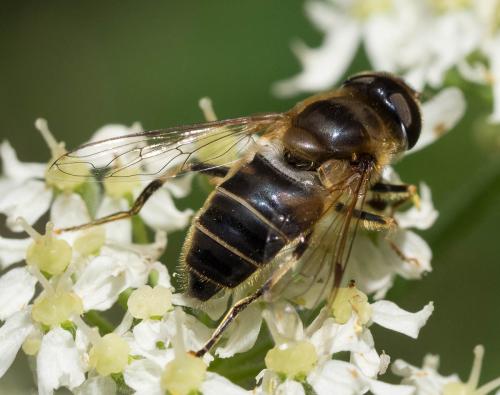 Réf. 328 024 : Eristalis pertinax